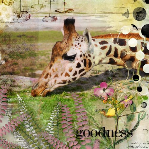 Goodness-Jeannette