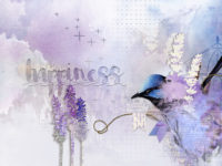 Lavender Fields